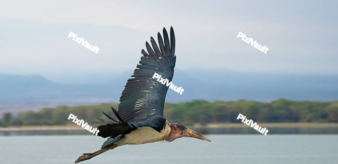 Marabou Stork